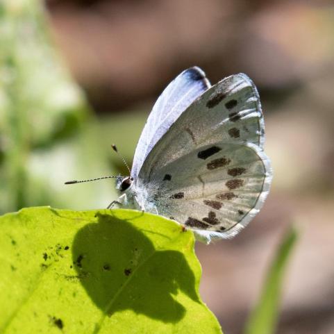 Thought we had a new species but, alas, it is an aberrant Summer Azure identified by an Azure expert friend of Adrienne Frank.